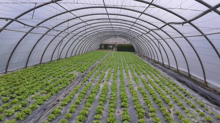 plasticos-cirplas-agroplasticos|plástico_acolchado